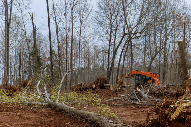 How Our Tree Care Process Works  in  Joliet, IL